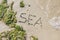 Word Sea handwritten on a sandy beach with white wave and green sea weeds