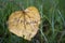 Word September is written on a yellow leaf. Autumn background. Leaf on green grass