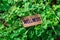 The word wellness wooden tag