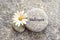 Word Wellness written on a stone with a daisy