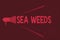 Word writing text Sea Weeds. Business concept for Large algae growing in the sea or ocean Marine plants flora