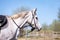 Work on a cord with horse at manege