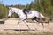 Work on a cord with horse at manege