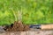 work of the farmer in infield.Planting vegetables.young seedling Close up Working in vegetable garden. Metal spade. Agriculture.