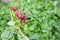 Work in the garden. woman collects radish harvest