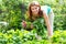 Work in the garden. woman collects radish harvest