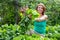 Work in the garden. woman collects radish harvest