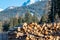 Work harvester stacked wood logs tree background blue sky. Concept lumber timber industry deforestation