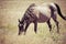 Work Horse Graing in Field in Rural America