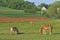 Work horses feeding on an Amish farm