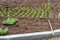 A work on planting seedlings of colorful flowers violet on the flowerbed and rake in a park in spring