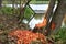 Work result beavers on a forest lake