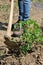 Work in a tomatoes cultivation