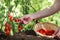 Work in vegetable garden hand picking fresh tomatoes cherry from plants with full wicker basket on soil, close up