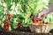 Work in vegetable garden hand picking fresh tomatoes cherry from plants with full wicker basket on soil, close up