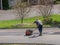 Worker applying extra blacktop to repair asphalt street