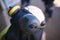 Worker attached ears muffs onto white helmet head as noise safety protection