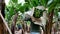 Worker in banana plantation carrying banana bunches