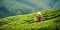 worker with basket in tea plantation field. banner with copy space