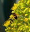Worker bee on aeonium flowers