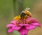 Worker bee collecting pollen from pink flower