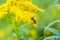 Worker bee collects nectar from a Goldenrod wildflower