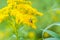 Worker bee collects nectar from a Goldenrod wildflower