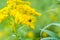 Worker bee collects nectar from a Goldenrod wildflower