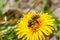 Worker bee on dandelion during spring macro