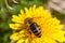 Worker bee on dandelion during spring macro