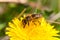 Worker bee on dandelion during spring macro