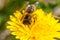 Worker bee on dandelion during spring macro