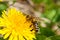 Worker bee on dandelion during spring macro