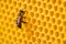 Worker bee processes pollen and pumps honey into comb. Apiary. Life of apis mellifera. Concept of honey, apiculture