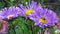 Worker bee on purple flowers
