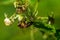 Worker bee on a raspberry flower