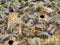 Worker bees, bee feeders, drones on sealed brood