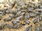 Worker bees, bee feeders, drones on sealed brood