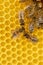 Worker Bees on Honeycomb