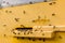 Worker bees are included in the hive. Wooden beehive painted in yellow. Close-up of flying bees. Swarm of bees at the entrance