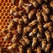 Worker bees storing honey in hive