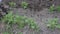 A  worker behind the cultivator ploughs hocks the garden field with potatoes