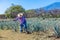 Worker in blue agave field in Tequila, Jalisco, Mexico