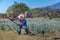Worker in blue agave field in Tequila, Jalisco, Mexico