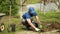Worker in blue cap plants tree in dug pit in cottage garden