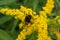 Worker bumblebee, with orange pollen on legs, on yellow flowers of giant goldenrod