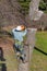 Worker with Chainsaw Cutting a Tree