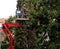 A worker with a chainsaw prunes the trees from an aerial platform