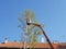 Worker with a chainsaw trimming the tree branches on the high mobile platform