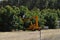 Worker in cherry picker picking fruit avocados in orchard